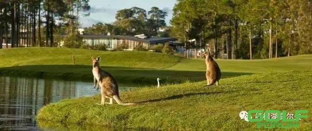 澳大利亚高尔夫球场赏析