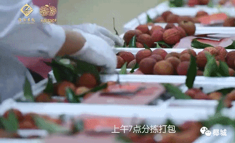 中国荔枝最佳品牌-海南陆侨无核荔枝美味无比！