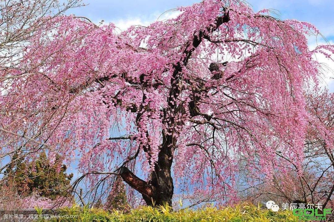 美辰新春献礼～三月四月日本古都赏樱挥杆