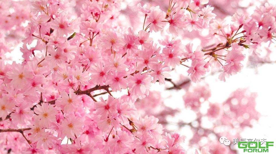美辰新春献礼～三月四月日本古都赏樱挥杆