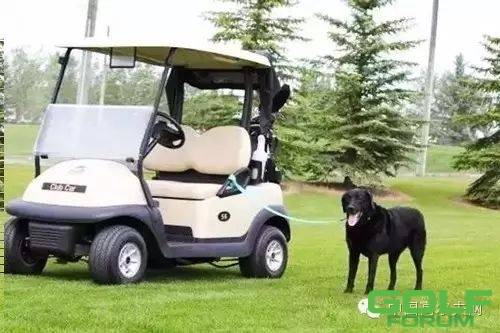 狗狗都爱骑高尔夫球车根本停不下来