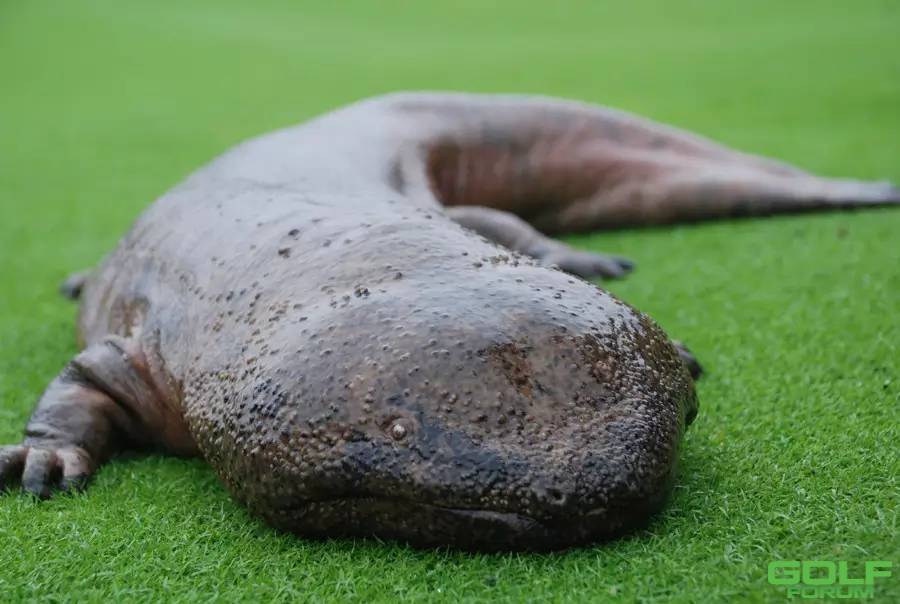 国家二级保护动物再现保利高尔夫球场！