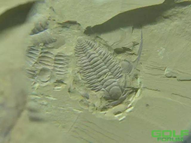 帽天山古生物化石群——“二十世纪最惊人的发现之一”追寻5亿年前寒武纪时 ...