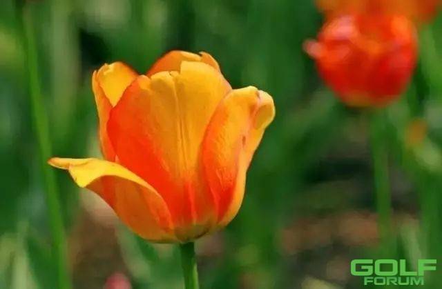 花与器：想学插花，先认识这17种常见花材