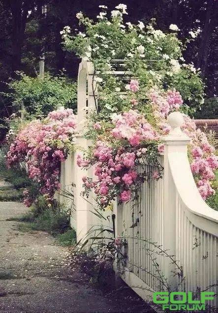 院落时光：愿有一院，繁花爬过篱笆