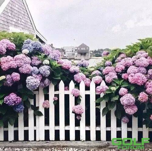 院落时光：愿有一院，繁花爬过篱笆