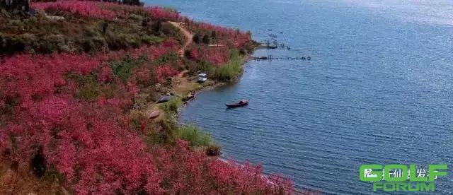 冬日赏樱花是一种怎样的体验？抚仙湖东岸已进入赏樱季节 ...