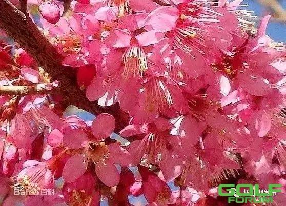 冬日赏樱花是一种怎样的体验？抚仙湖东岸已进入赏樱季节 ...
