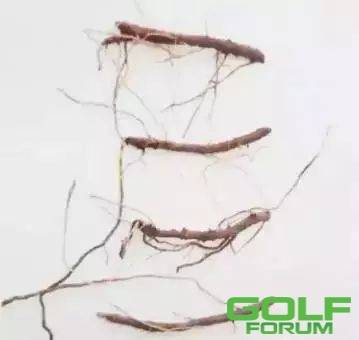 什么是根插，如何从根变枝繁叶茂，简单易操作！