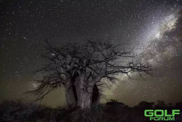 自然之美：世界上最古老的树木