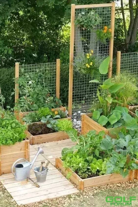 许我一个院子，我要种成这样的菜园