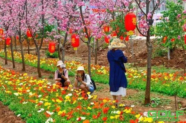 【太阳山周边游】云南首届樱花节开幕啦！