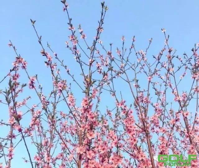 【太阳山周边游】云南首届樱花节开幕啦！
