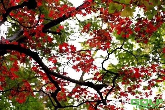 赏秋热门景色，错过又要等一年！！！