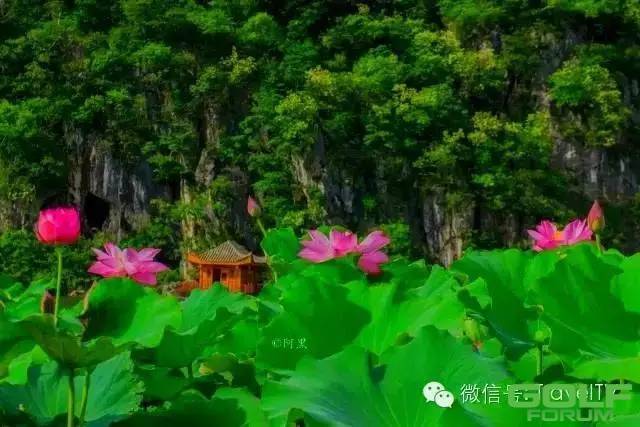 中国这些以花为美的地方，2016年你会和谁一起去？