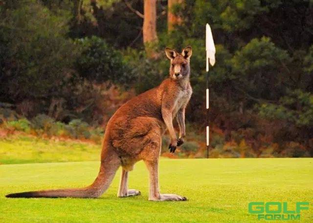 中国人攻陷了澳大利亚高尔夫球场，不为打球只为看这个…… ...