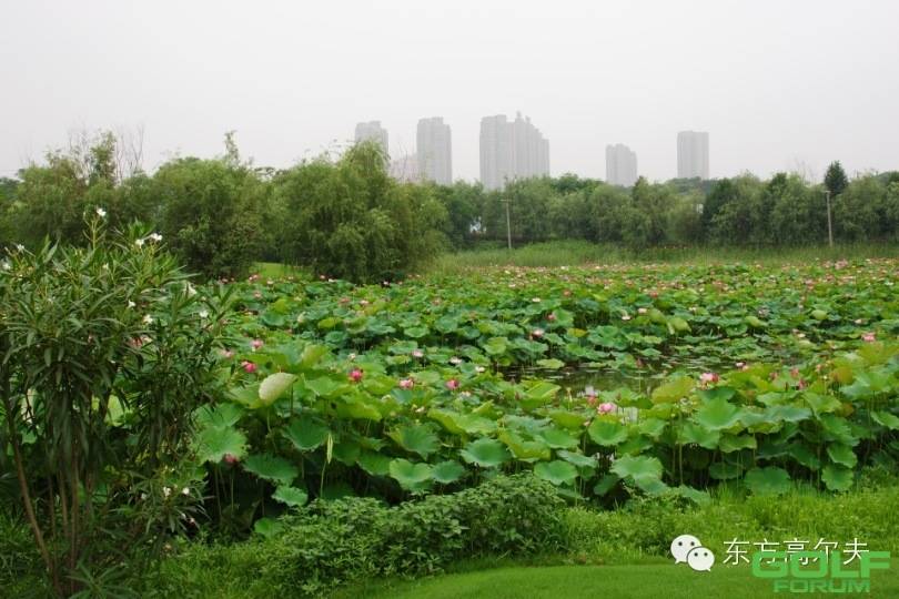 【图集】探索生态之美——东方(武汉)高尔夫球场