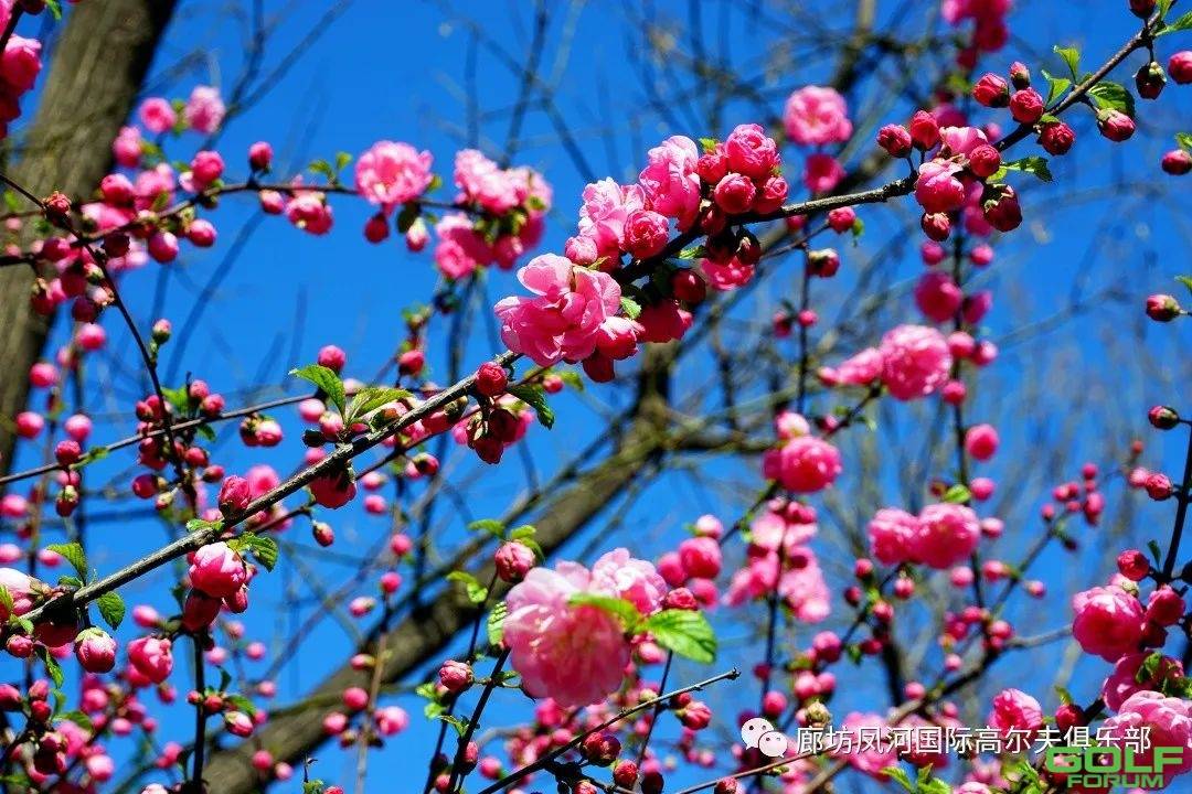 【春日实拍·醉美凤河】丝条变柳色，香气动兰心。