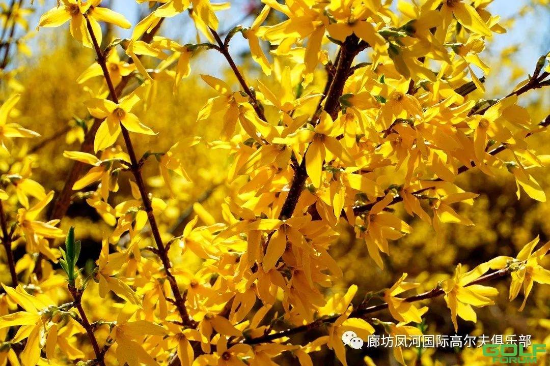 【春日实拍·醉美凤河】丝条变柳色，香气动兰心。