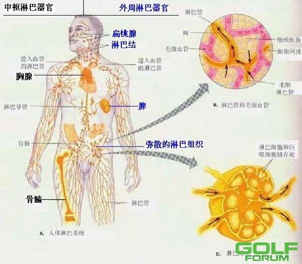美国著名华裔科学家陈昭妃博士，揭秘免疫系统惊人真相！！ ...