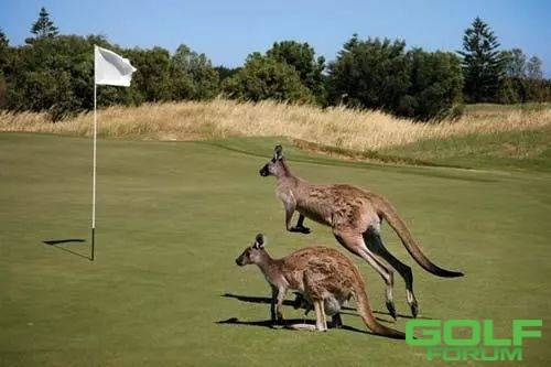 盘点南澳排名第一的度假型高尔夫球场，澳洲前总理陆克文的最爱，多的是你不 ...