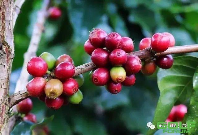 咖啡文化|趣谈咖啡豆的种类