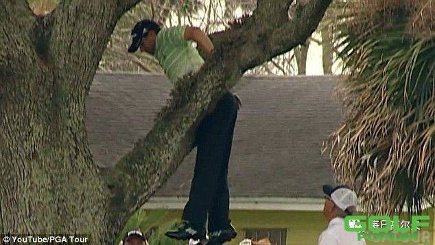 不会爬树？你好意思说自己会打高尔夫吗